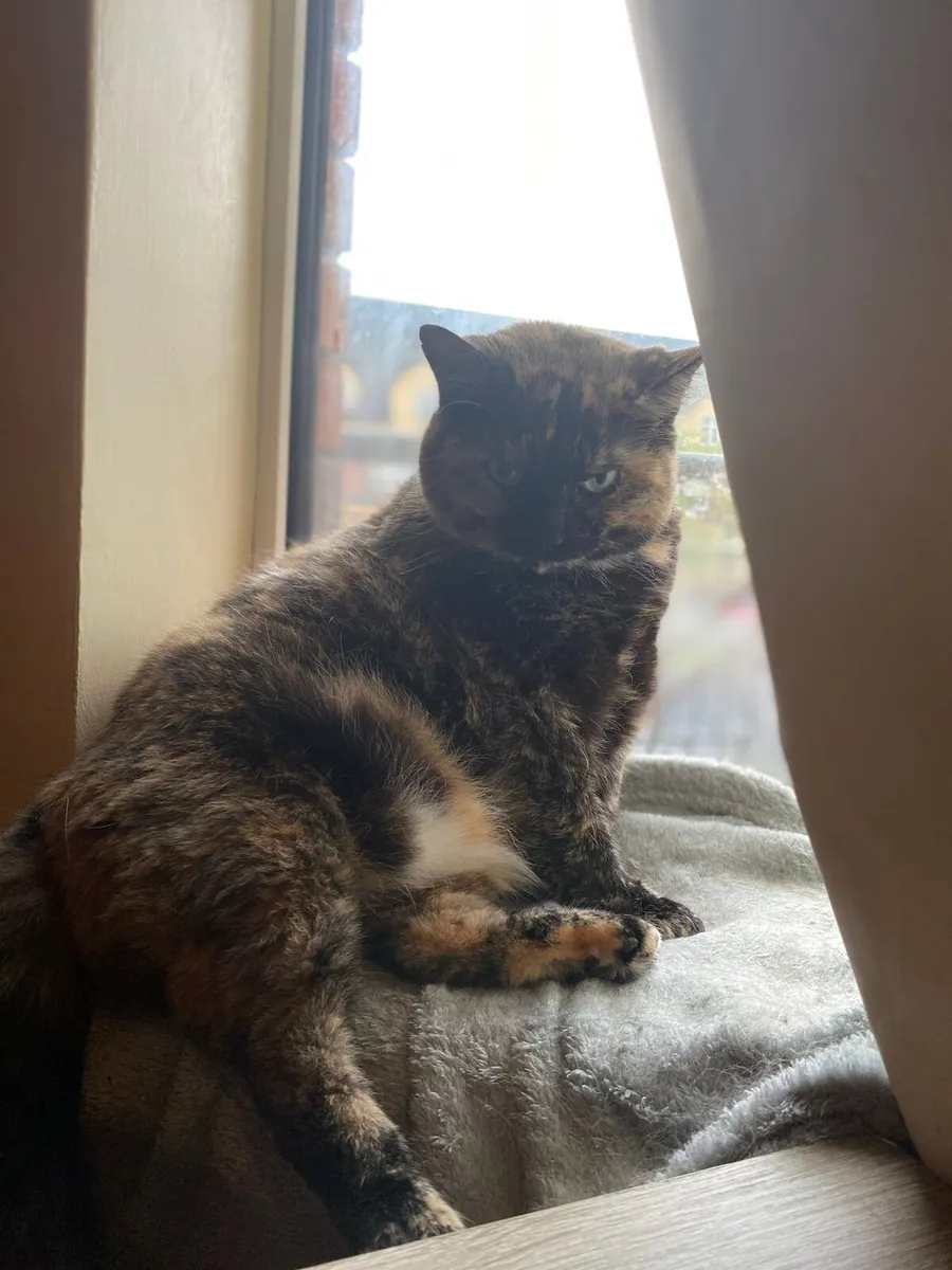 Teka 6 yo female - Image 4