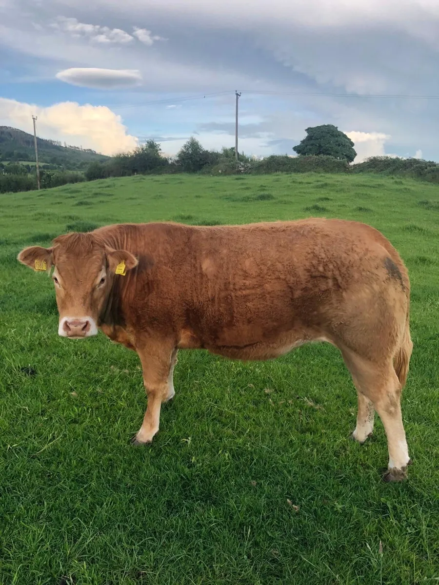 Limousin heifer - Image 1