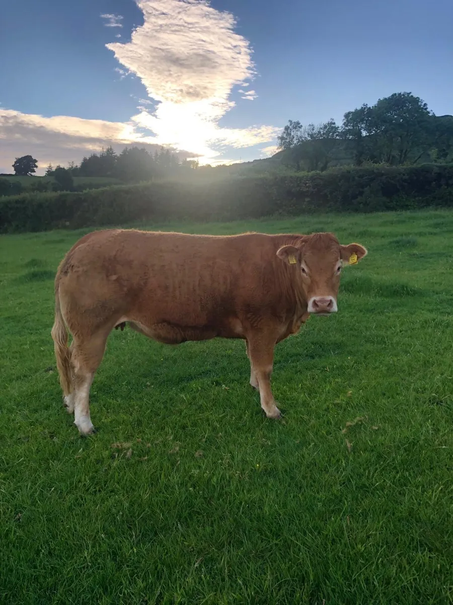 Limousin heifer - Image 2