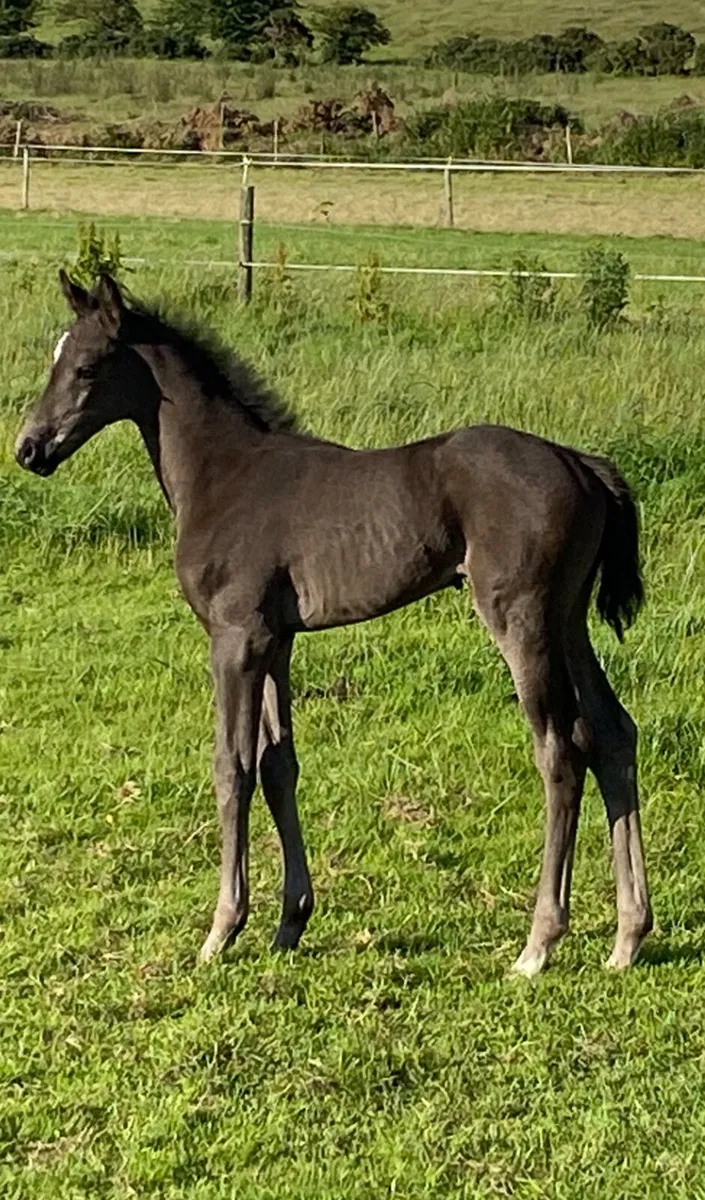 Horse - Image 4