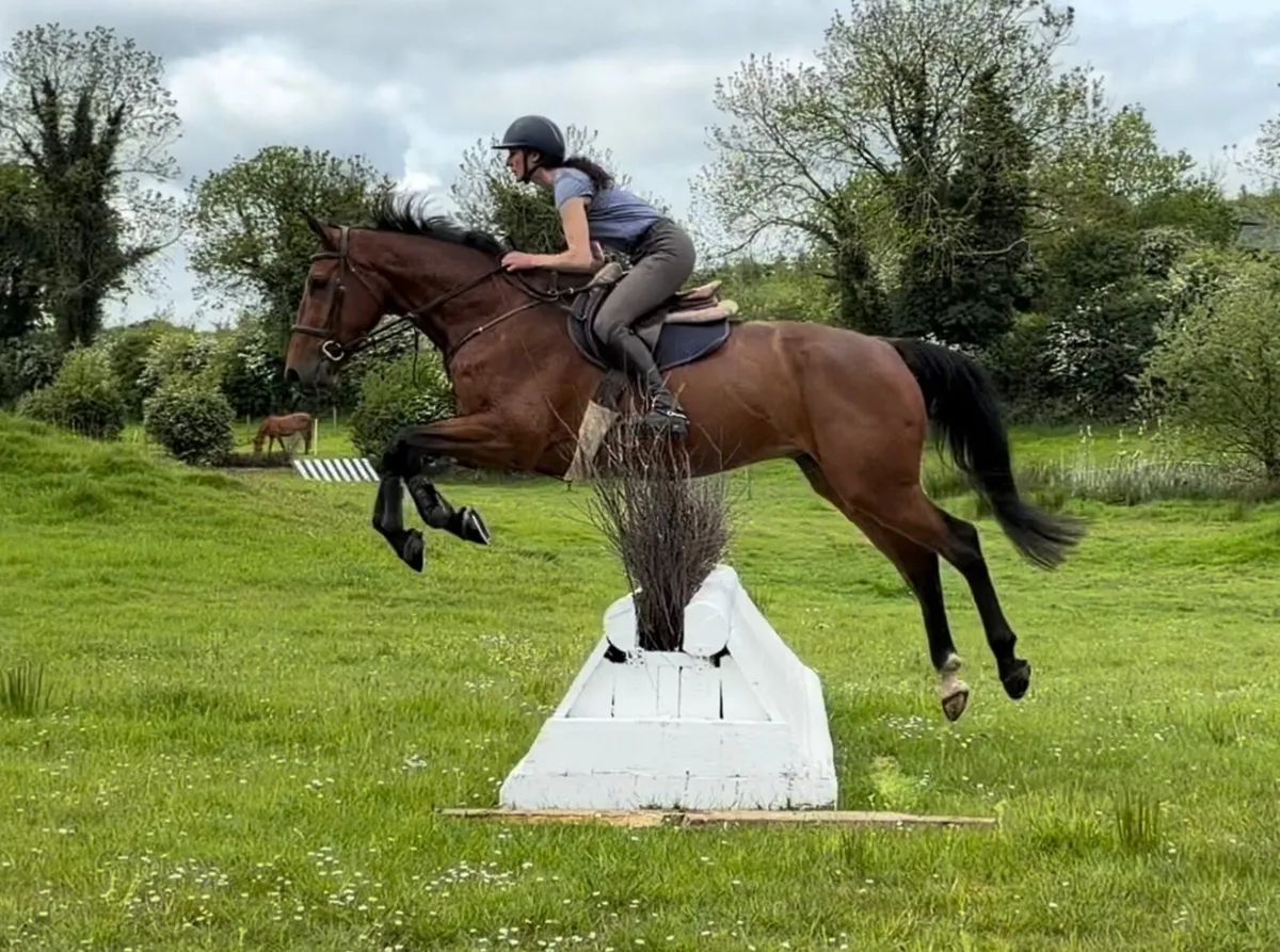 5 year old gelding by Valent -Proper event type 🌟 - Image 3