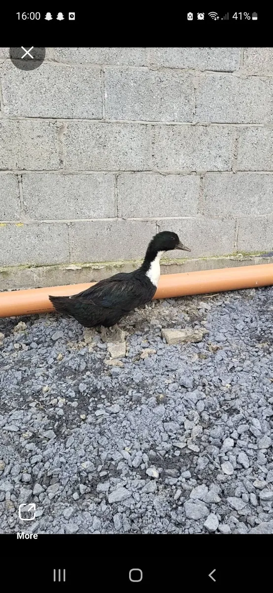 2 drakes 3 ducks - Image 1