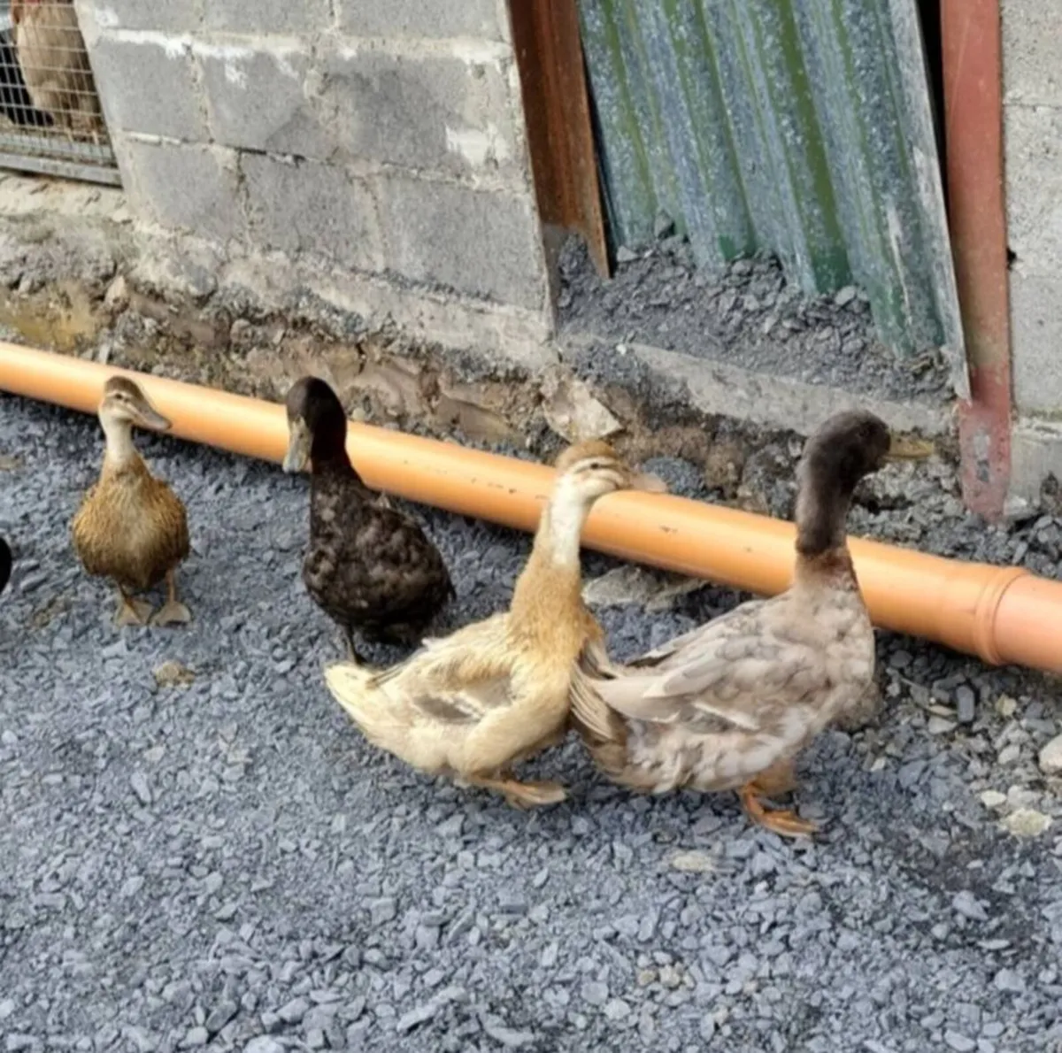 2 drakes 3 ducks - Image 2
