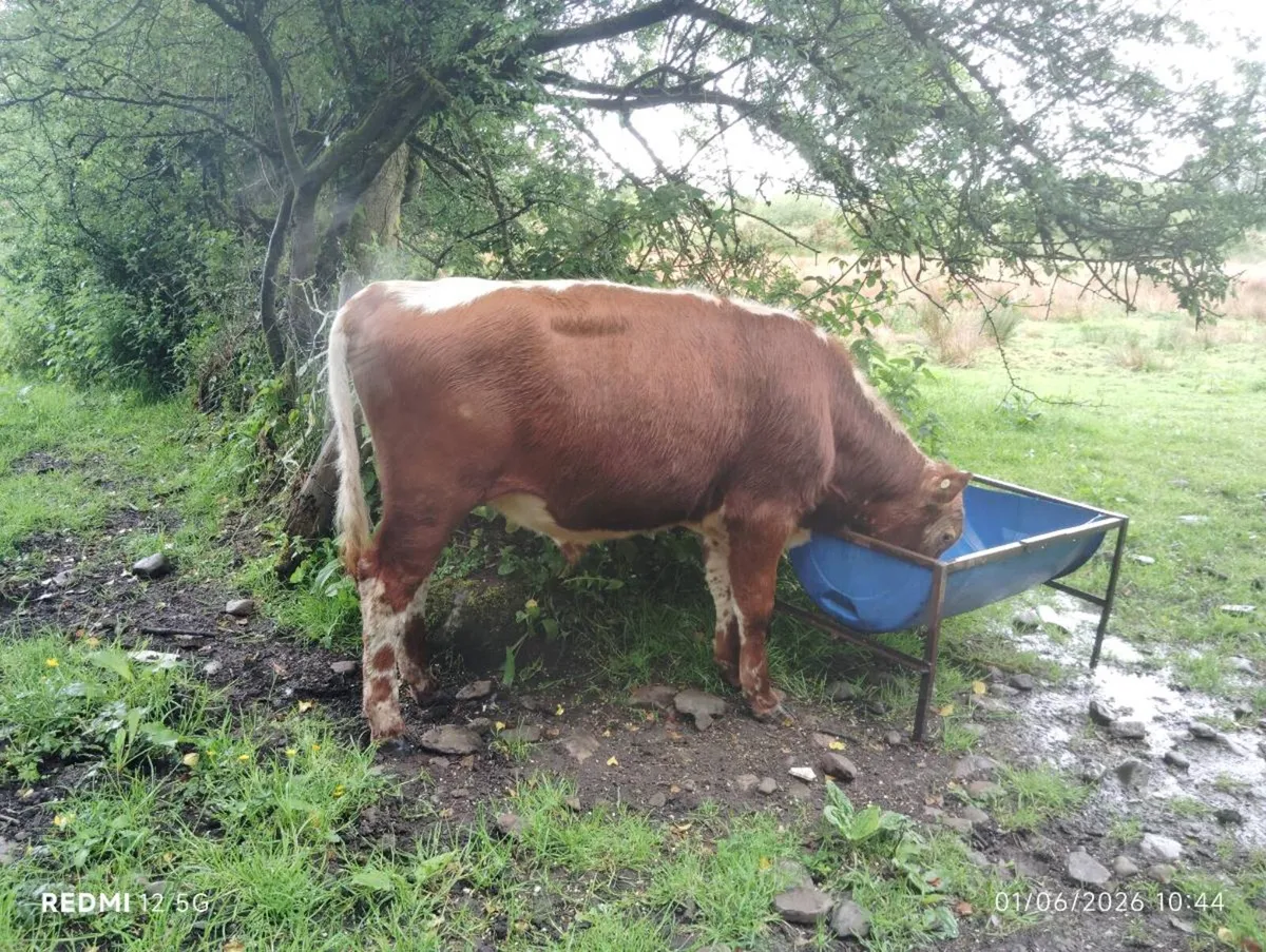Purebred Moiled & Droimeann bulls - Image 2