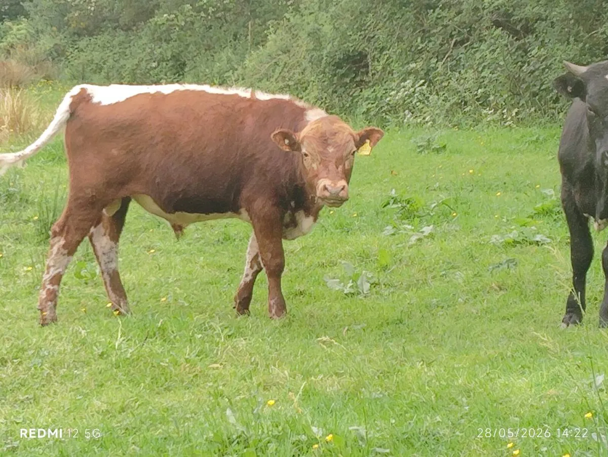 Purebred Moiled & Droimeann bulls - Image 3