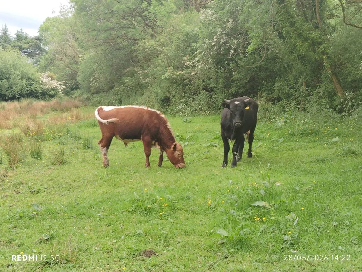 Purebred Moiled & Droimeann bulls - Image 4