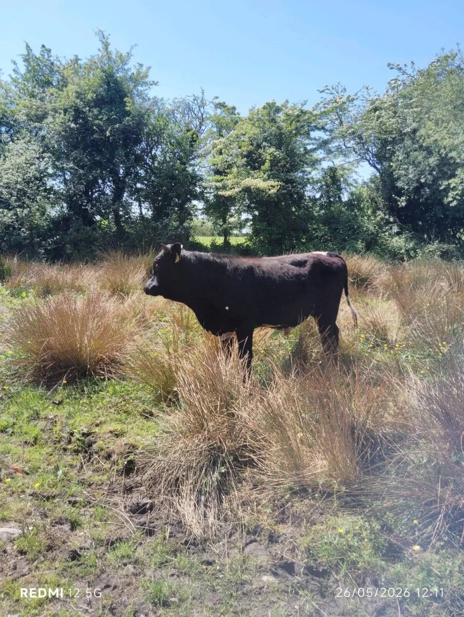Purebred Moiled & Droimeann bulls - Image 1