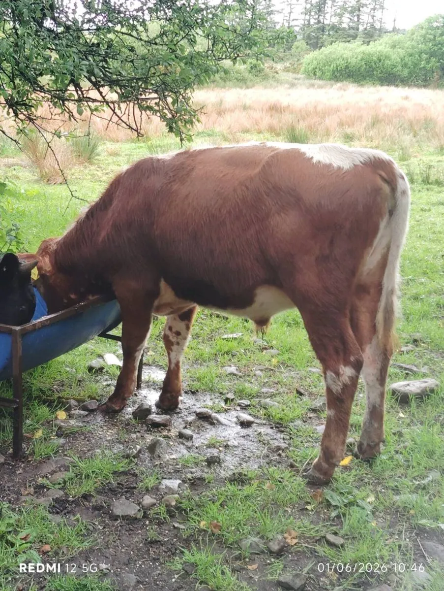 Purebred Moiled & Droimeann bulls - Image 1