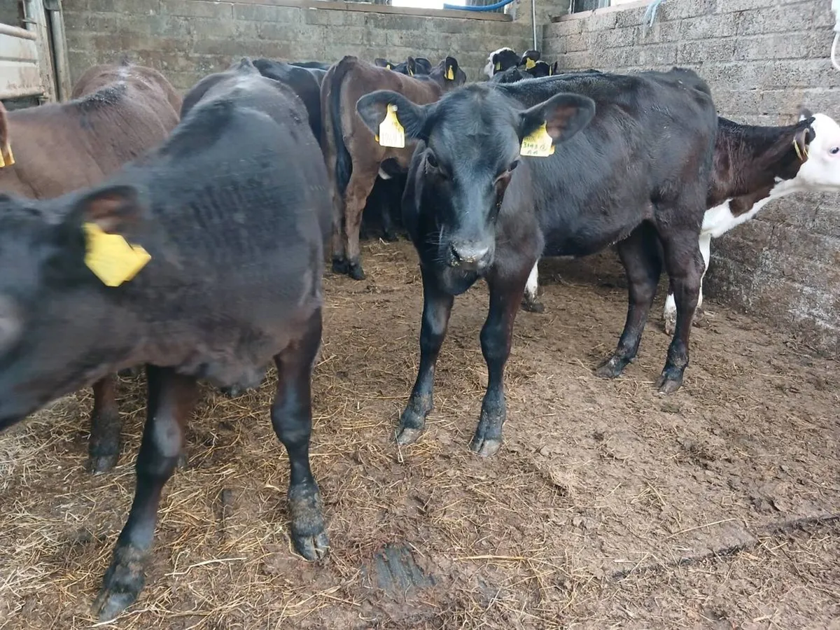 9  weaned heifer's - Image 1