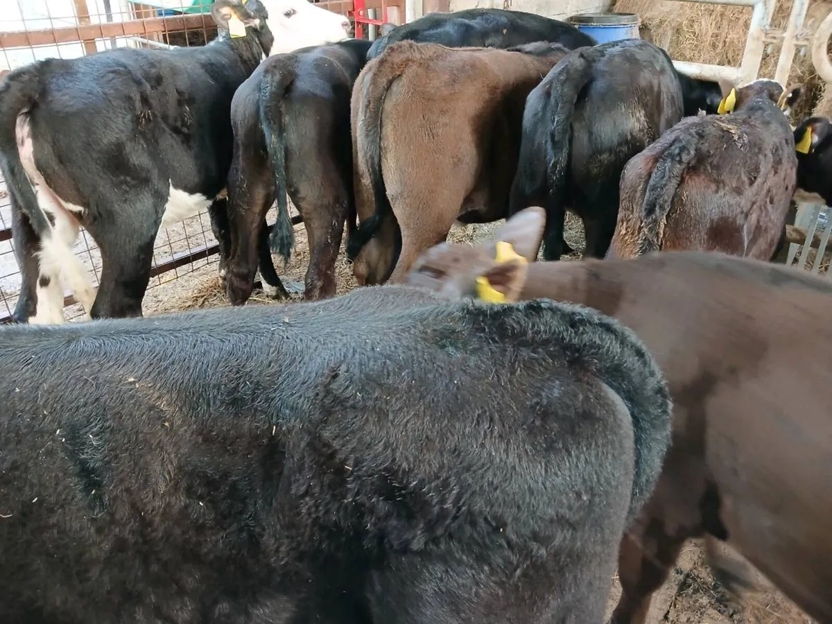 9  weaned heifer's - Image 3