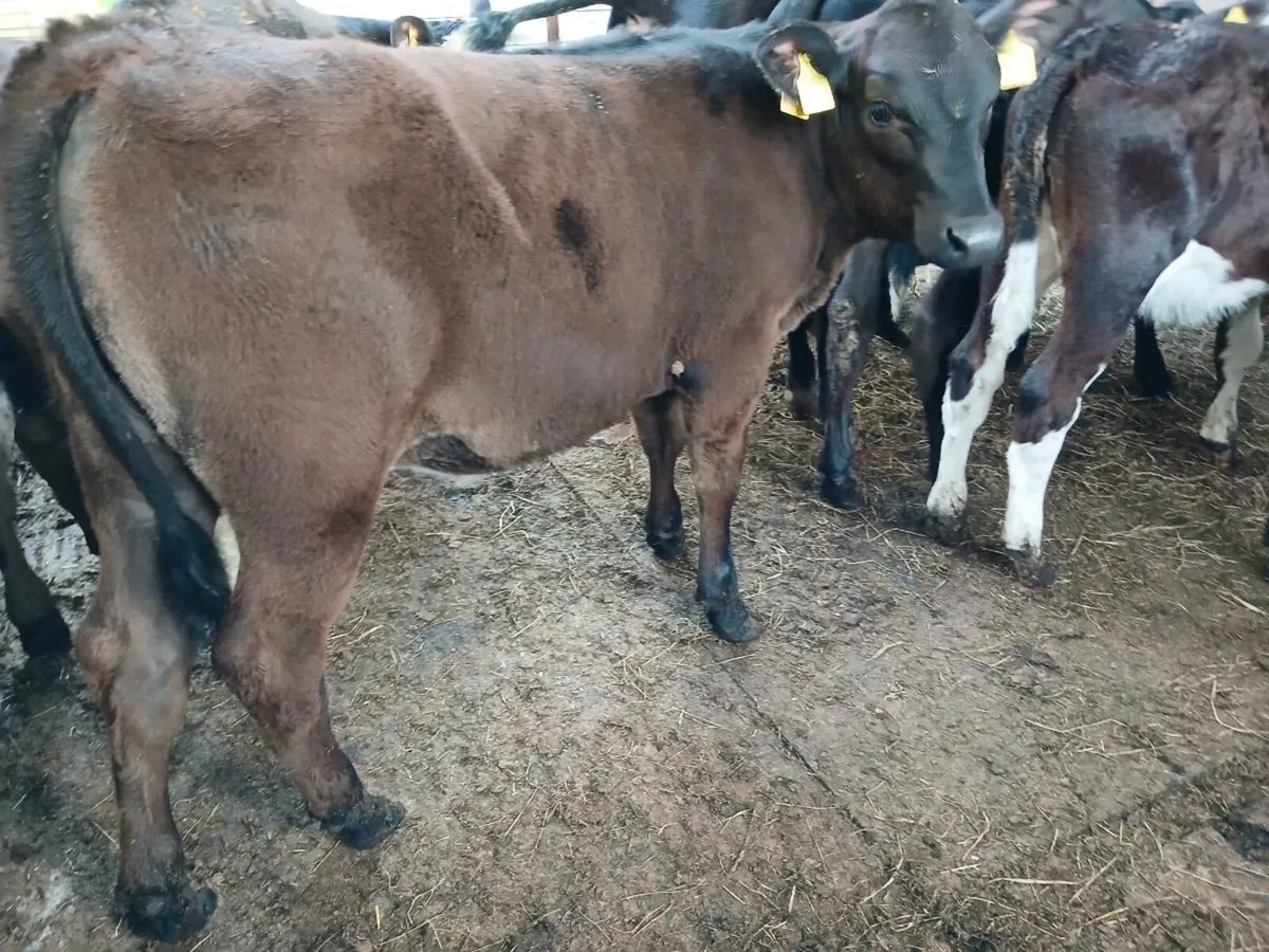 9  weaned heifer's - Image 4