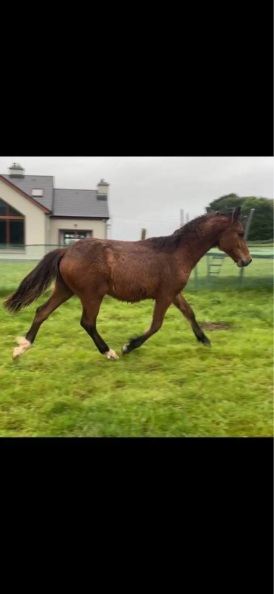 halfbred connemara yearling - Image 1