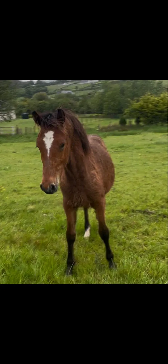 halfbred connemara yearling - Image 2