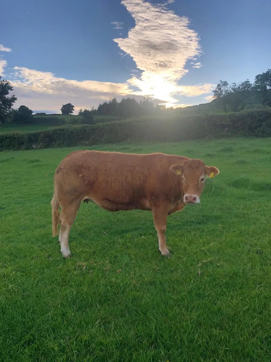 Limousin heifer - Image 4