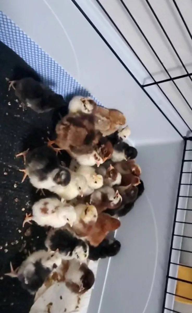 Bantam chicks - Image 2