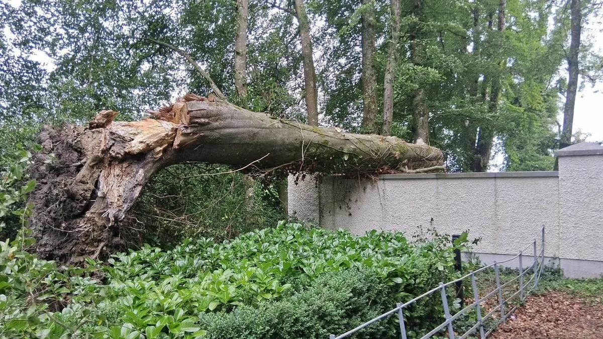 Large Fallen Tree Chainsaw Operator