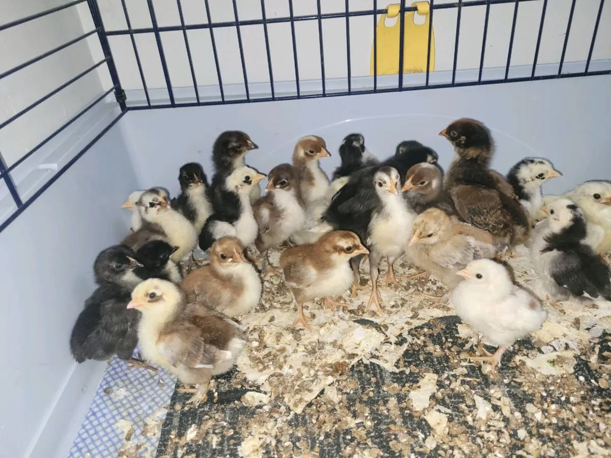 BANTAMS - Image 3