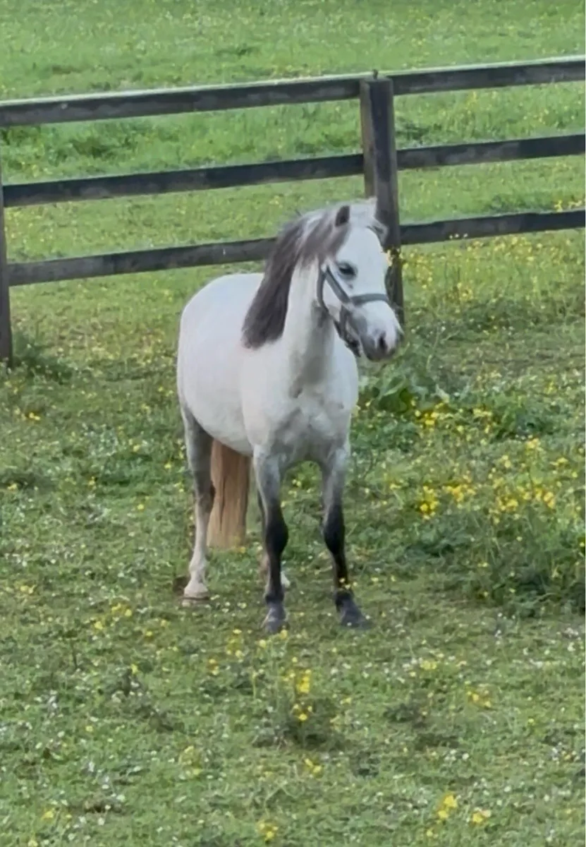 VERY FLASHY  WELSH -X YOUNG PONY - Image 1