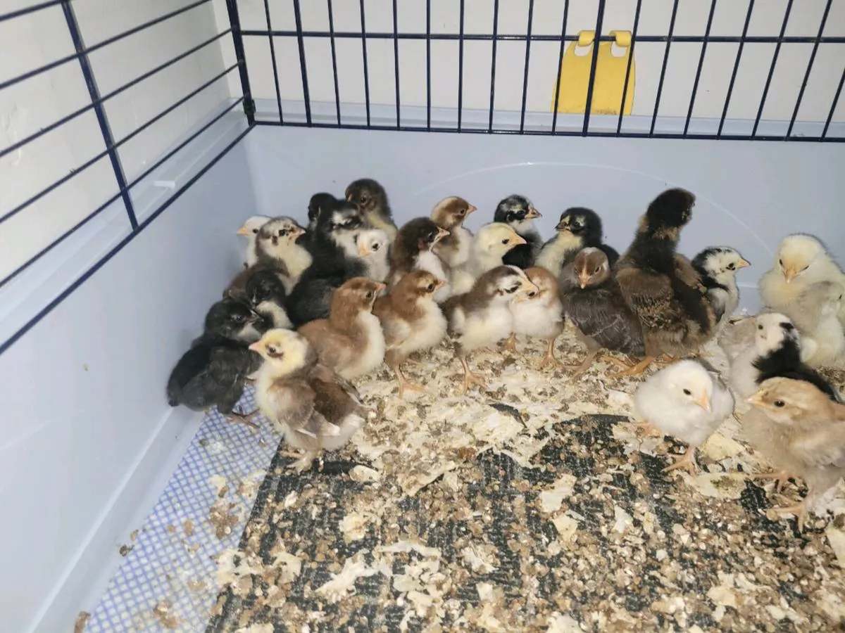BANTAMS - Image 2