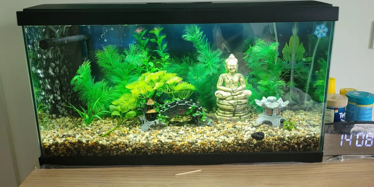 58L Ciano Aqua 60 Fish Tank Setup + Extras - Image 1