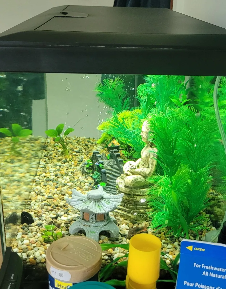 58L Ciano Aqua 60 Fish Tank Setup + Extras - Image 3