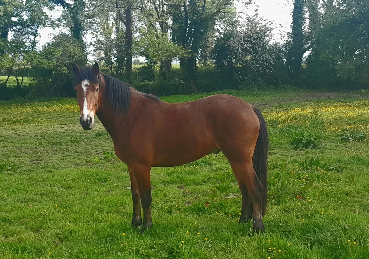 3 year old connemara  gelding - Image 1