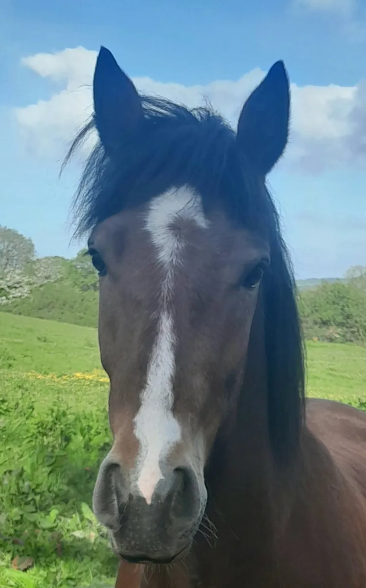 3 year old connemara  gelding - Image 2