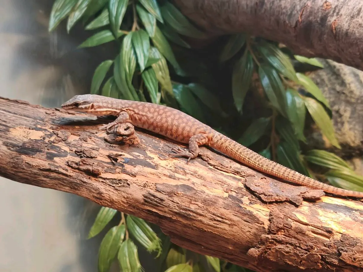 Juvenile high yellow ackie monitor and fully set u - Image 1