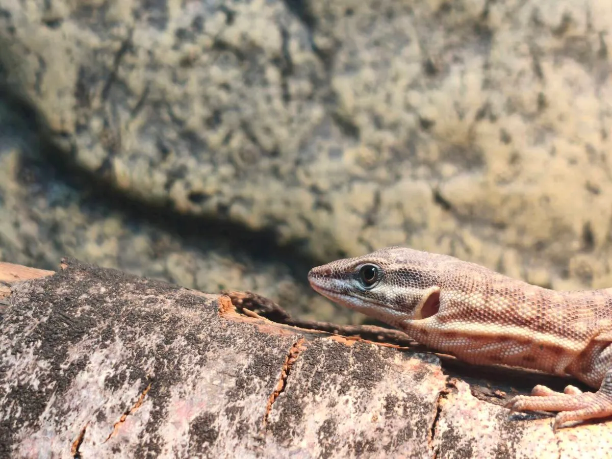 Juvenile high yellow ackie monitor and fully set u - Image 2