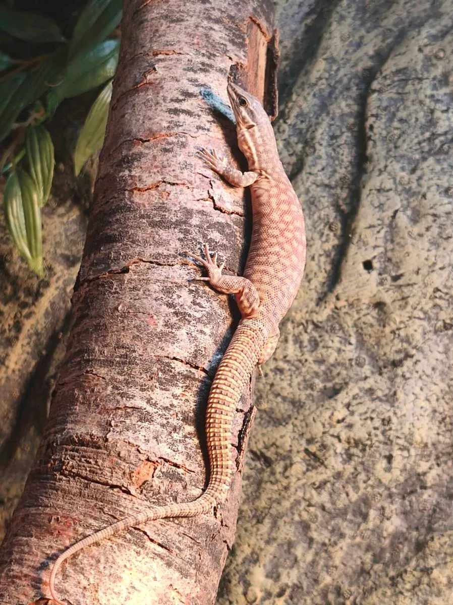Juvenile high yellow ackie monitor and fully set u - Image 3