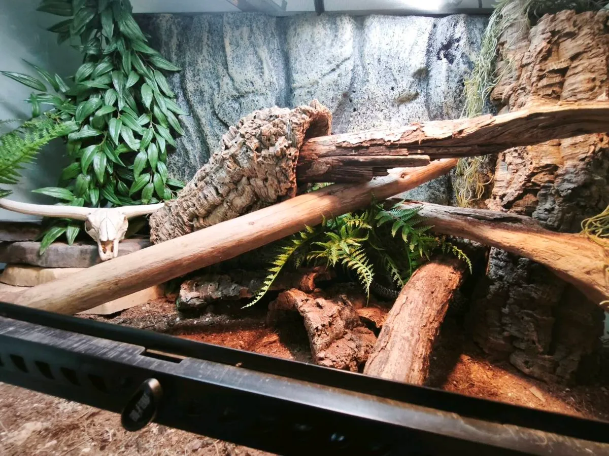 Juvenile high yellow ackie monitor and fully set u - Image 4