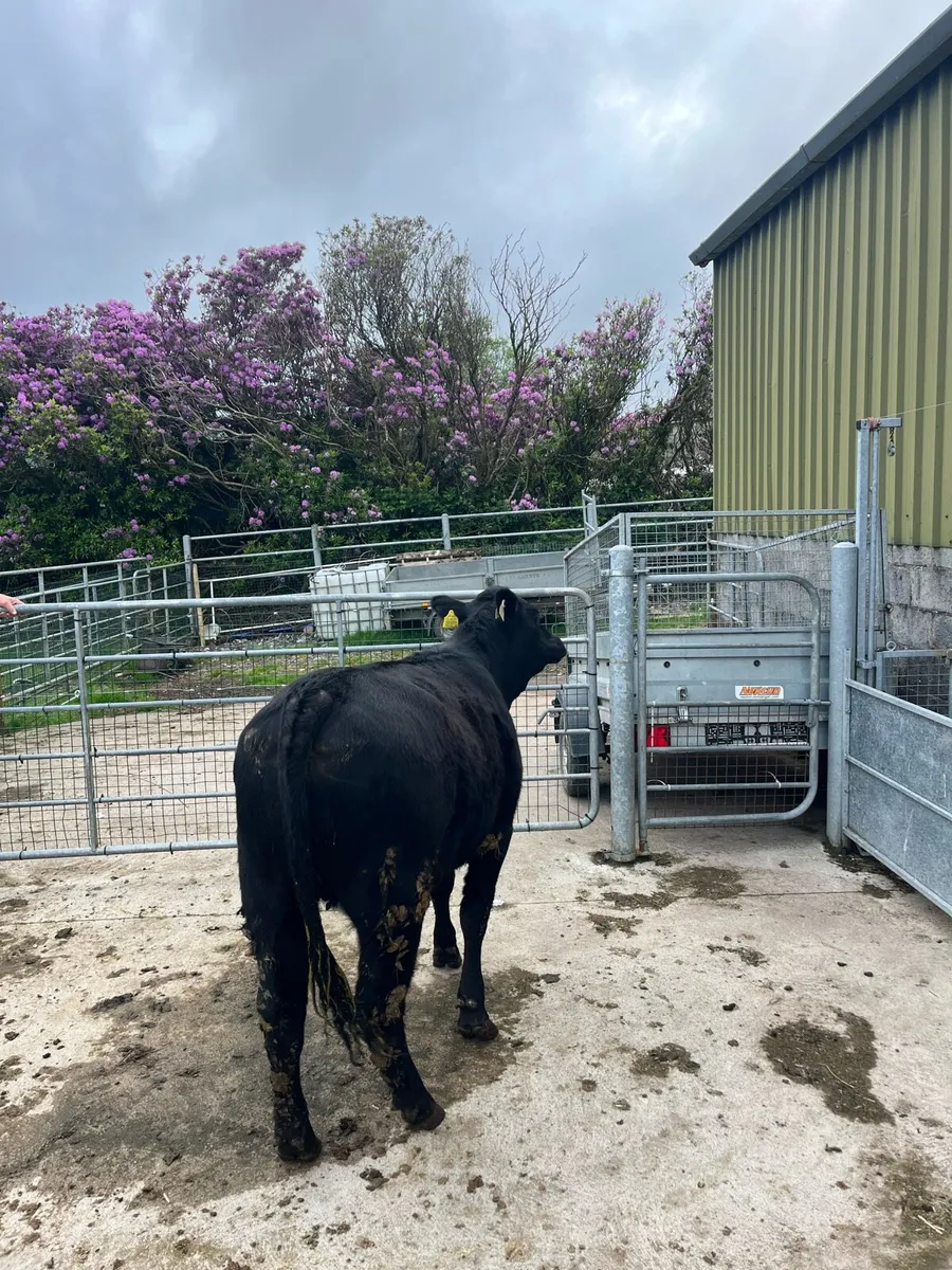 AAX heifer - Image 2