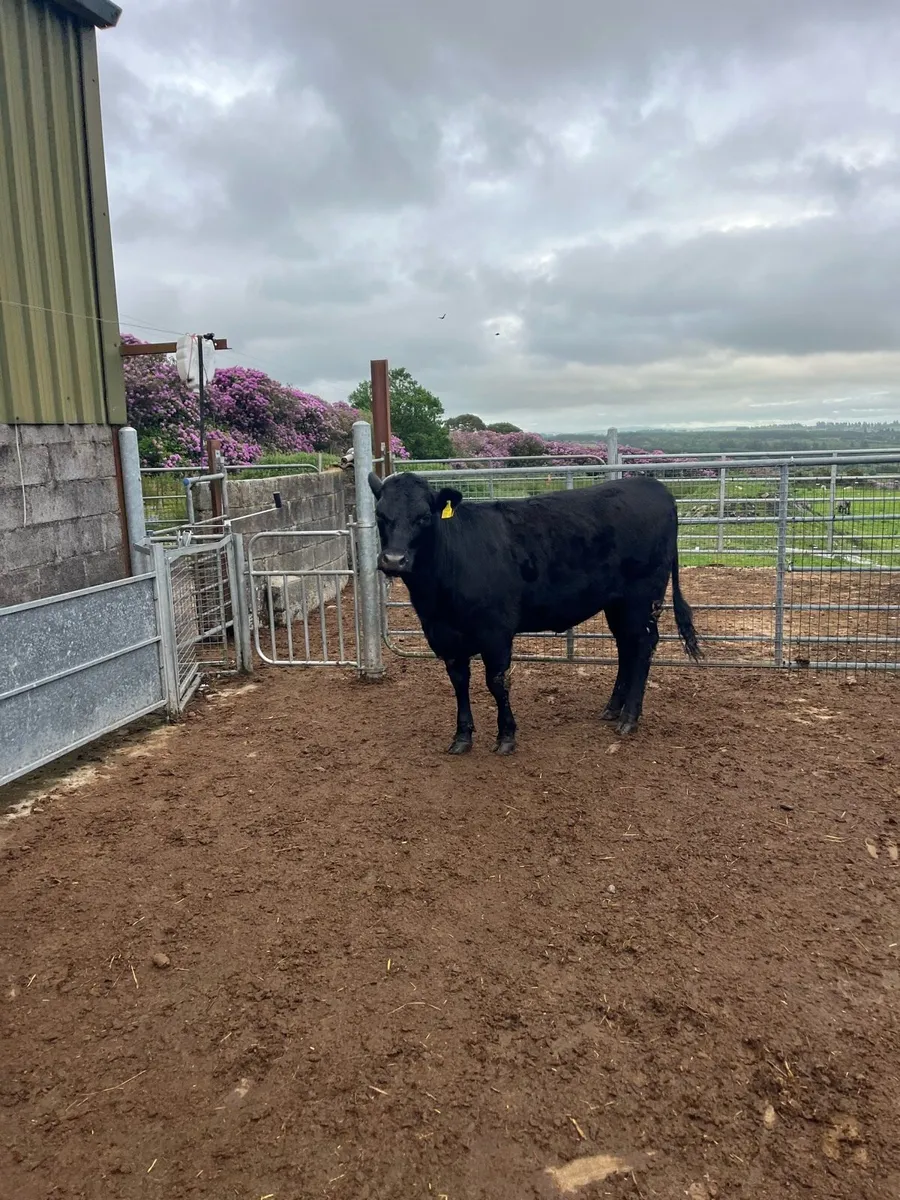 AAX heifer - Image 3