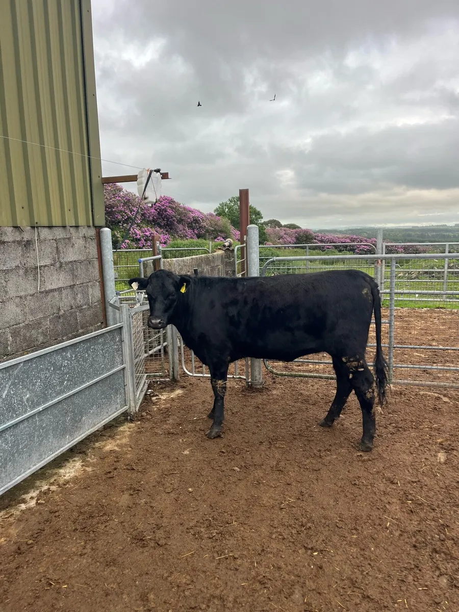 AAX heifer - Image 1