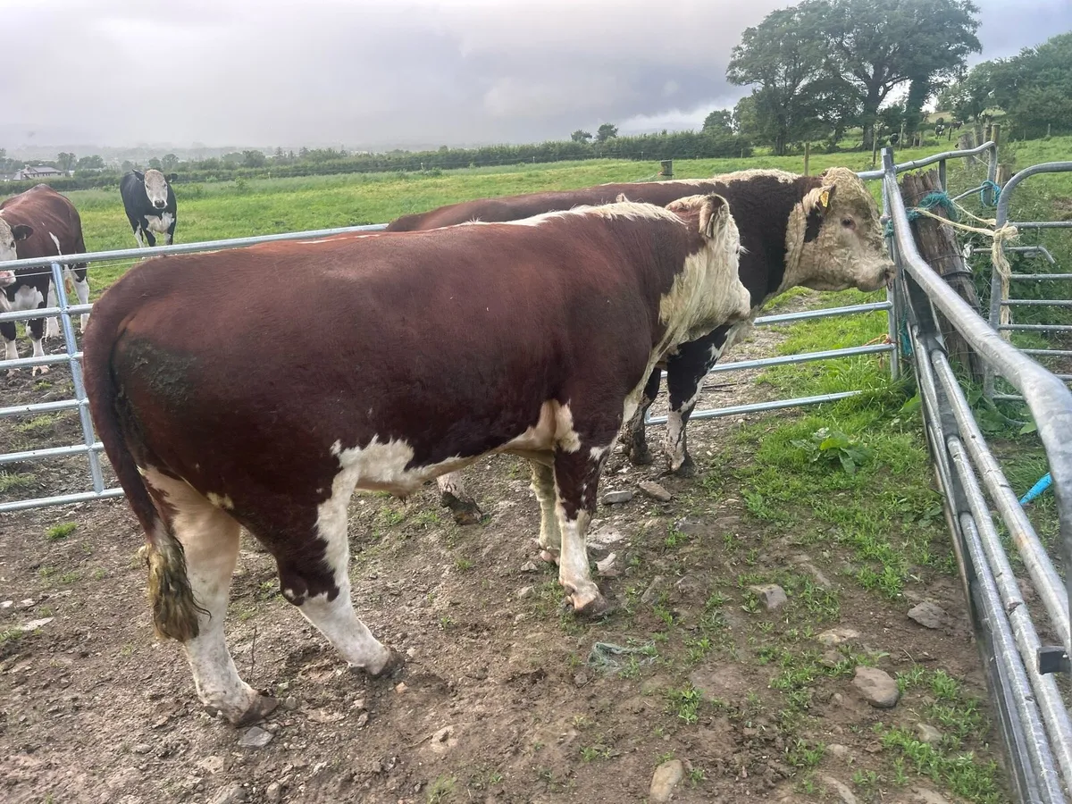 Bull - Image 2