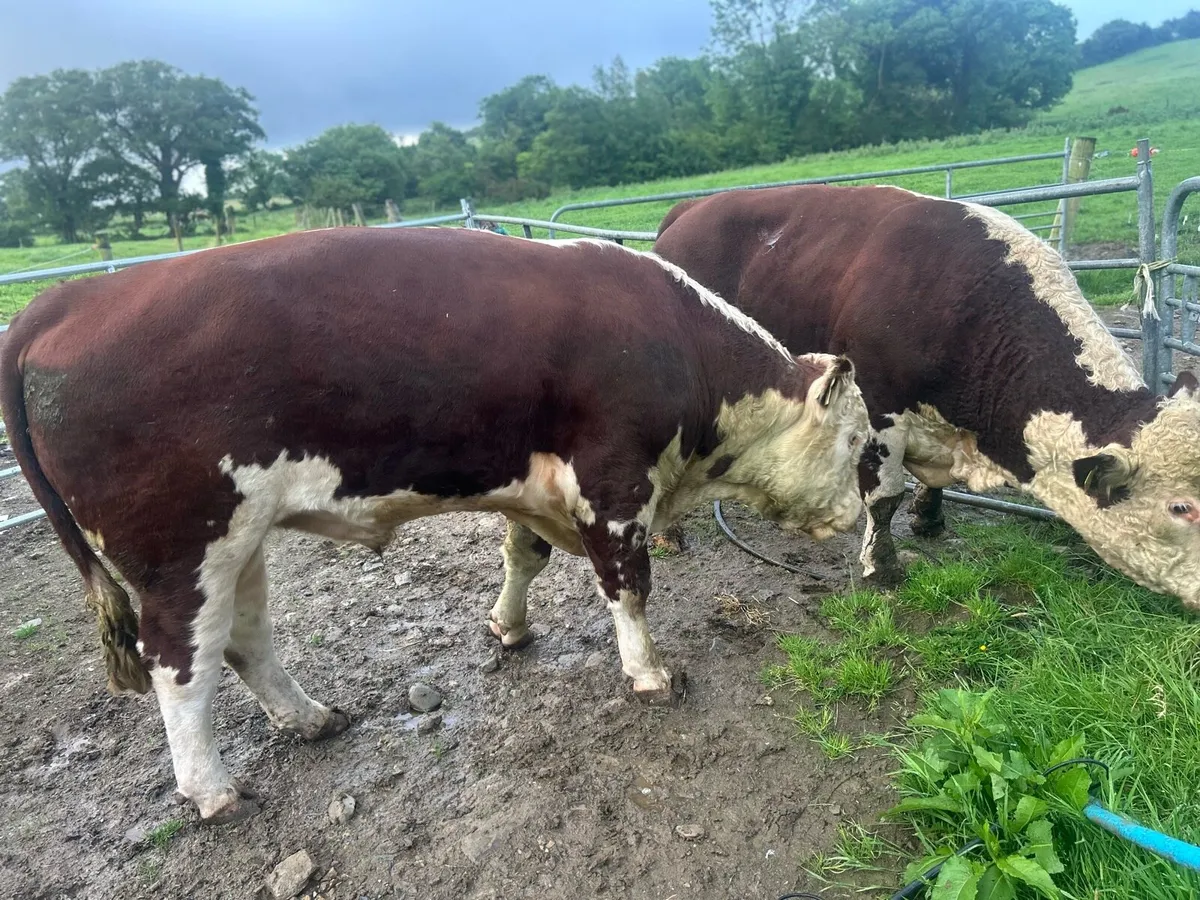 Bull - Image 3