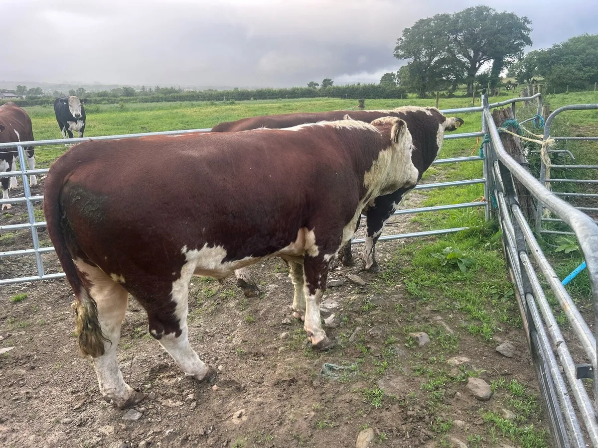 Bull - Image 4