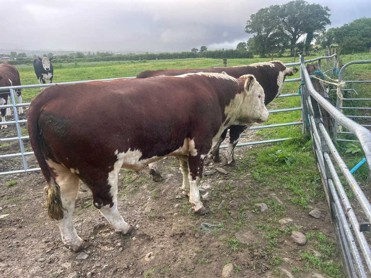Bull - Image 1