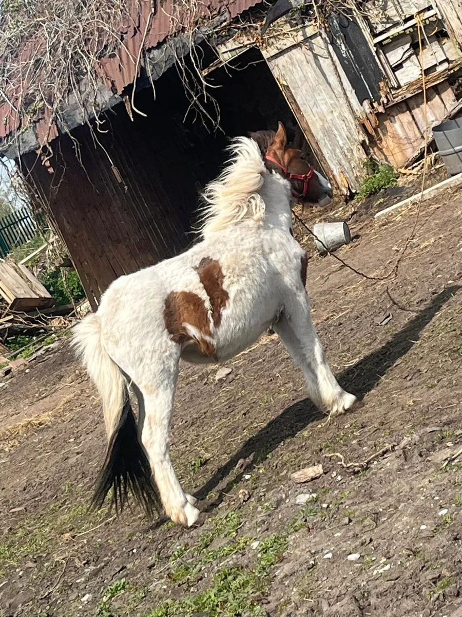 Pony 3 year old - Image 2