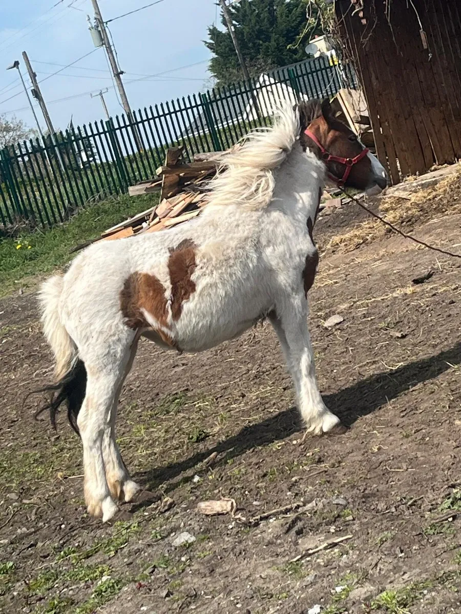 Pony 3 year old - Image 3
