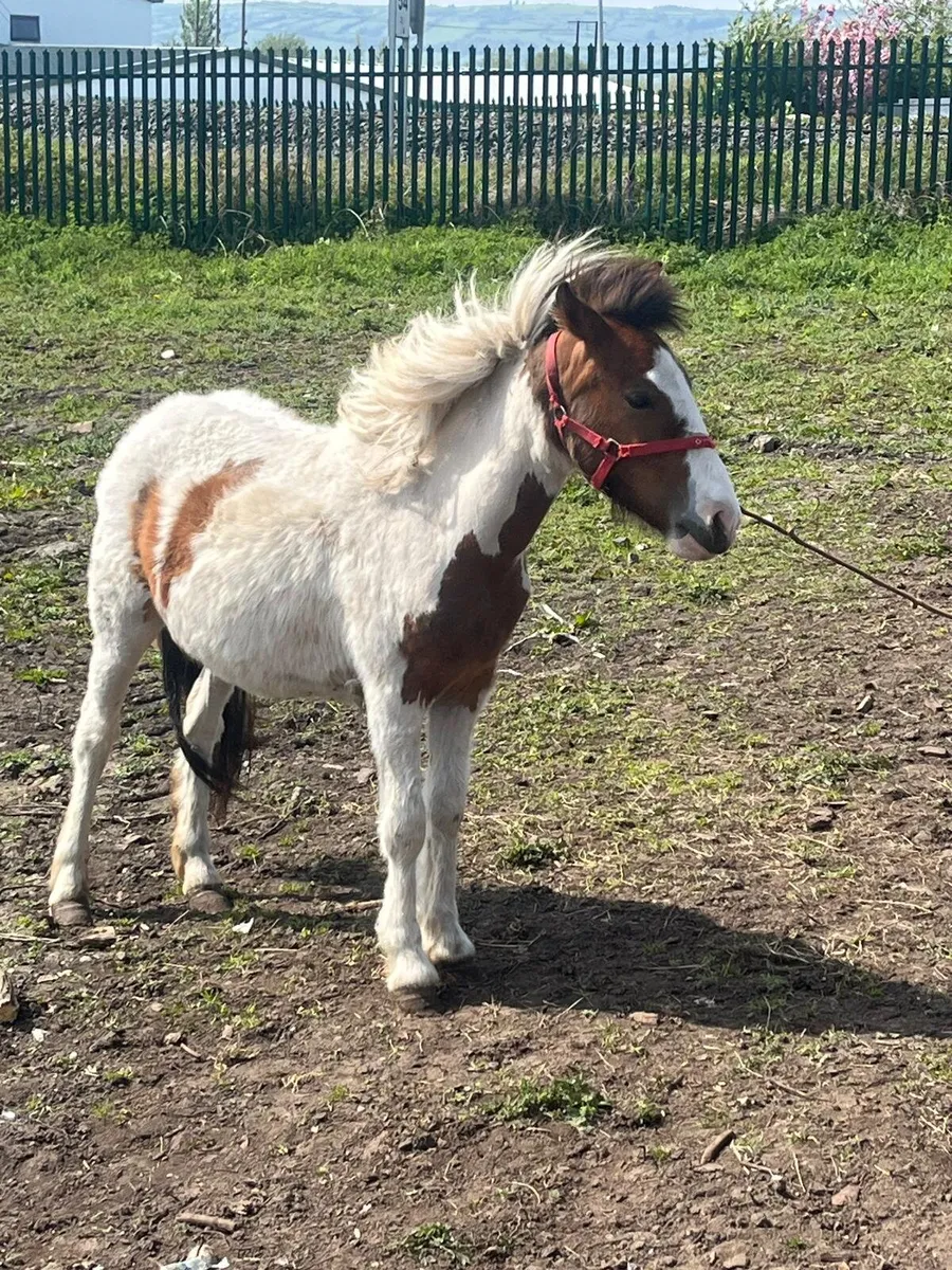 Pony 3 year old - Image 1