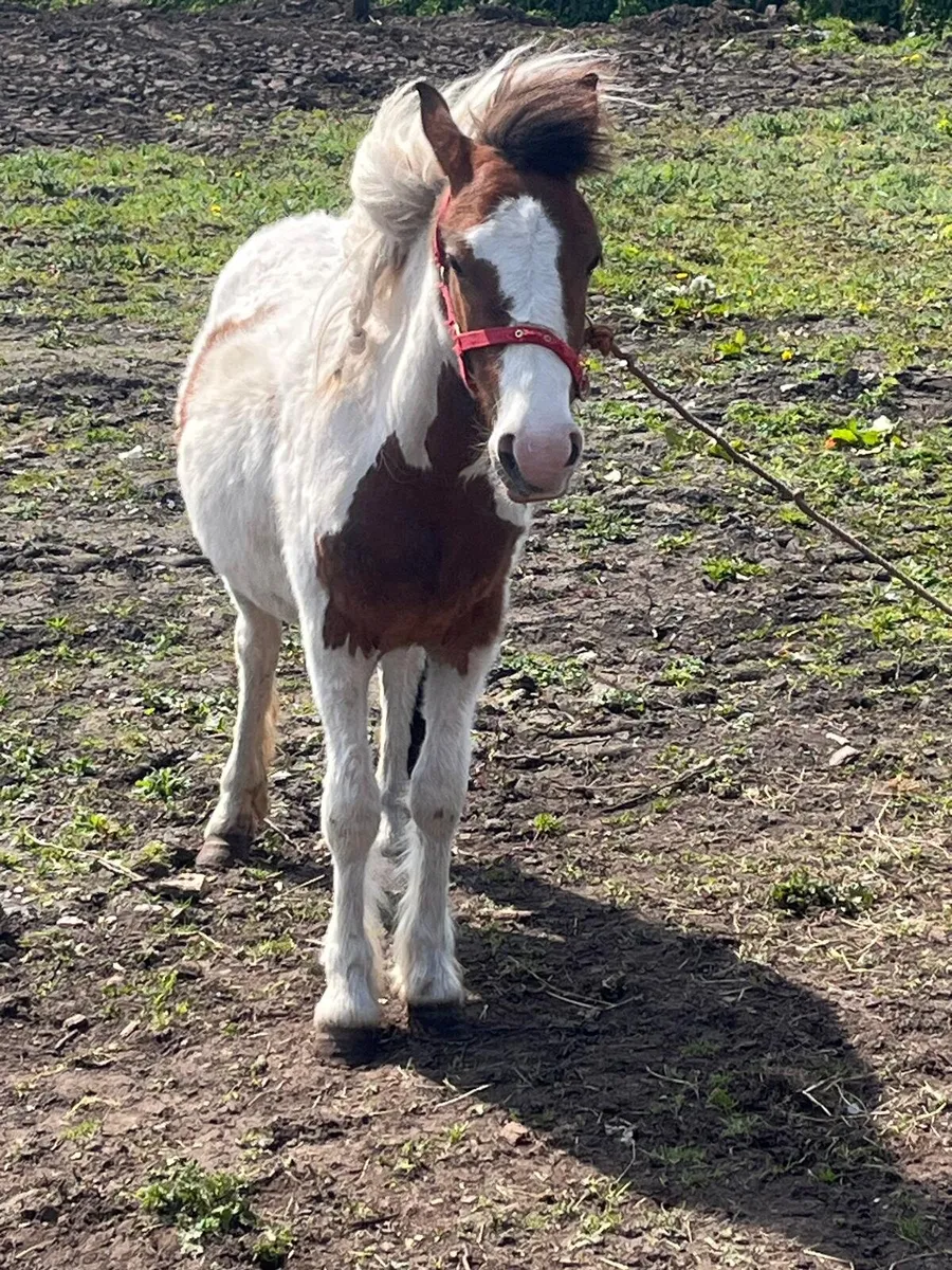 Pony 3 year old - Image 4