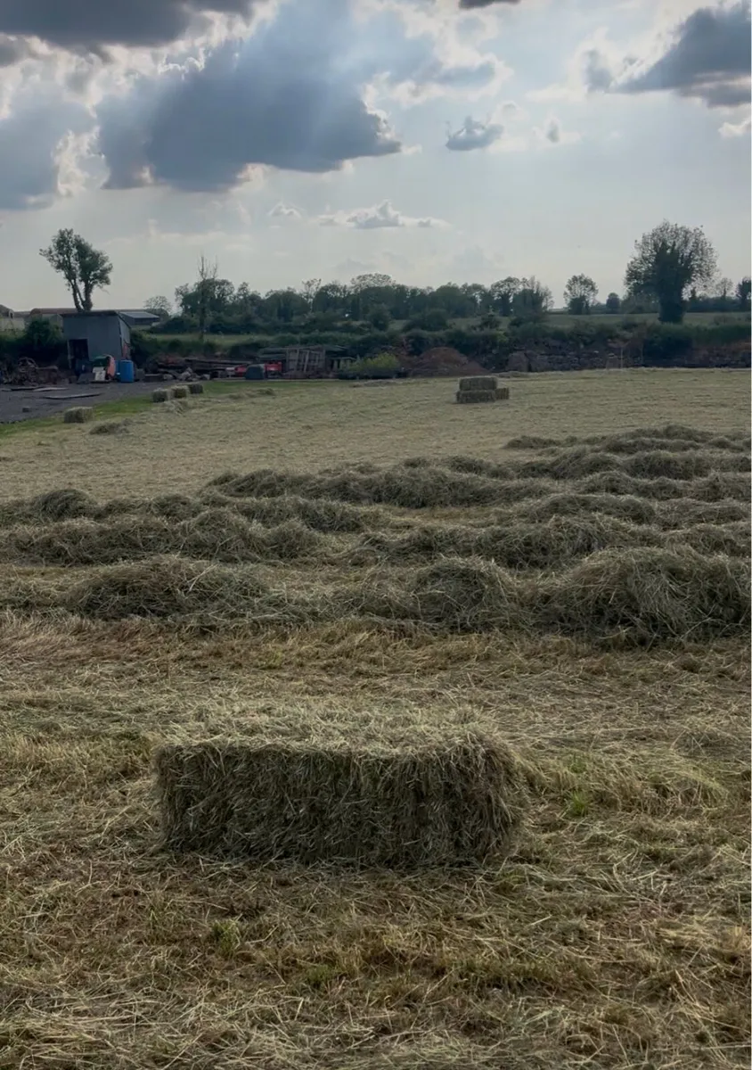 Square bales - Image 2