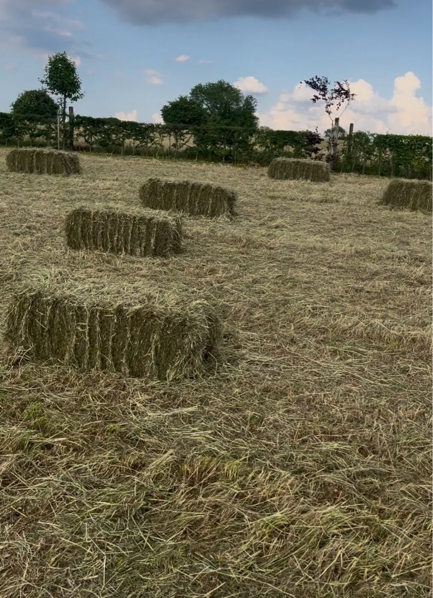 Square bales - Image 3