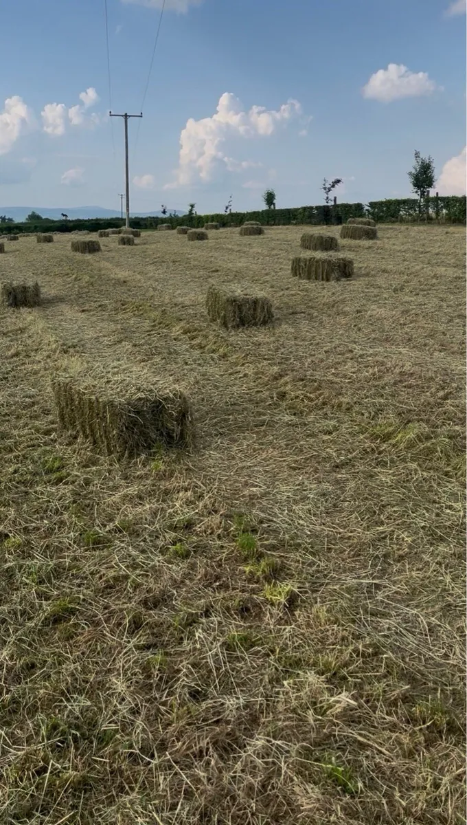 Square bales - Image 4