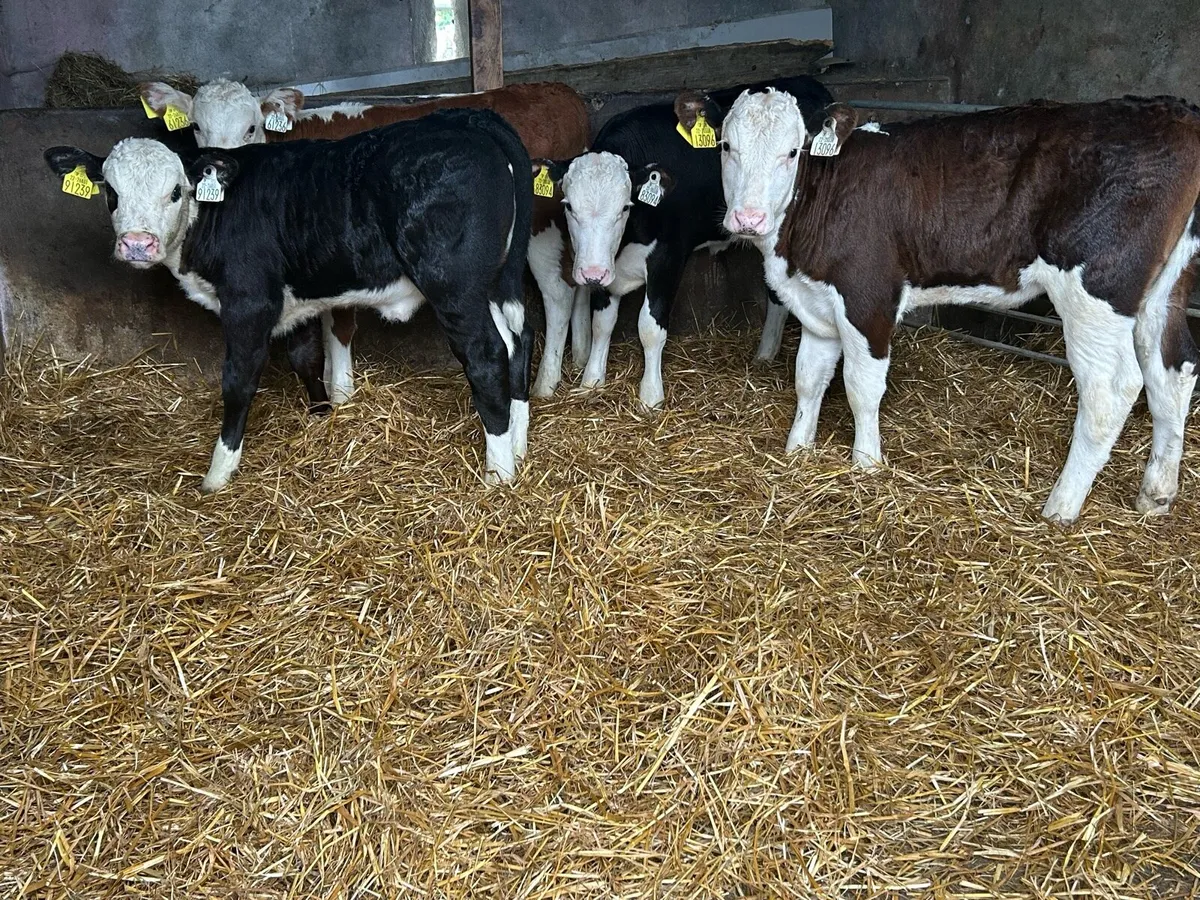 Quality Hereford Runner Heifers - Image 1