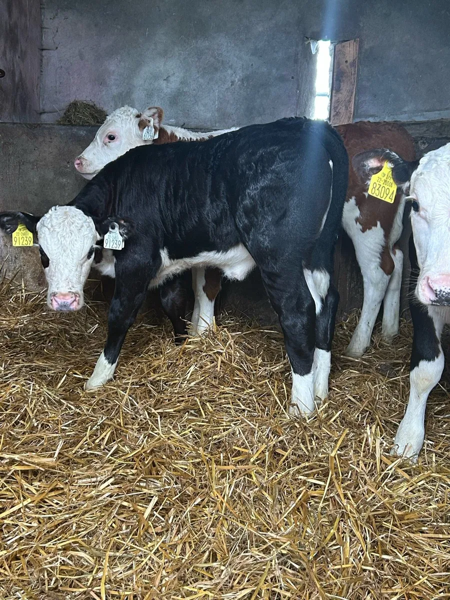 Quality Hereford Runner Heifers - Image 2