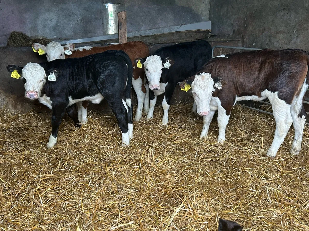 Quality Hereford Runner Heifers - Image 3