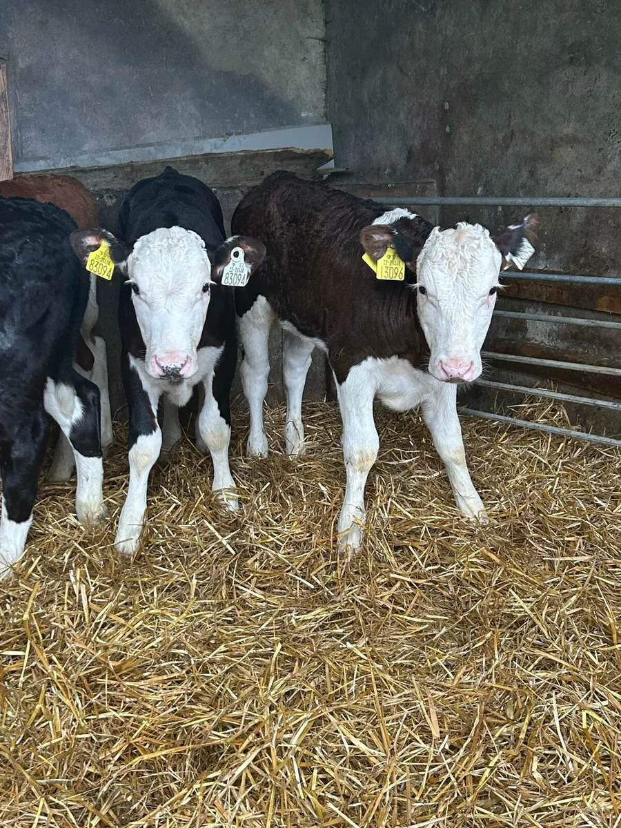 Quality Hereford Runner Heifers - Image 4