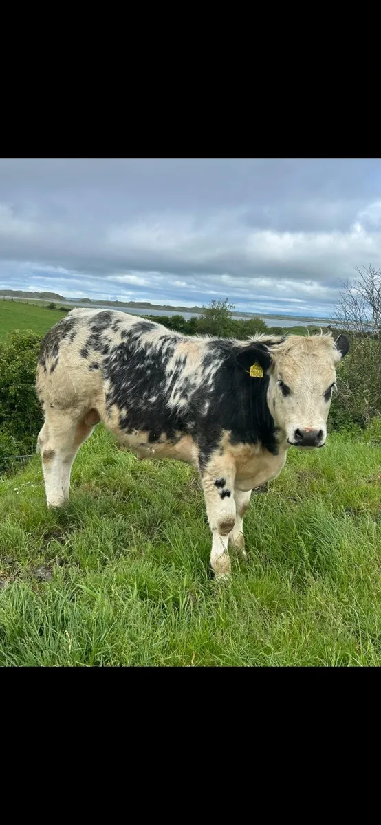 4 ⭐️ Belgian Blue Roan Bull - Image 1